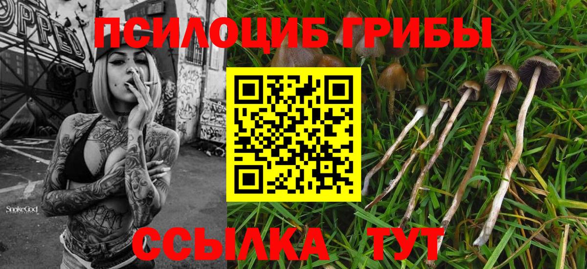 продажа наркотиков  Галлюциногенные грибы MAGIC MUSHROOMS  Вход с VPN  Волхов 